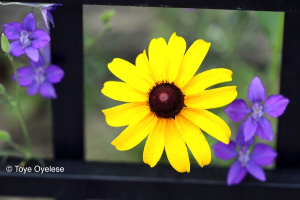 Daisy