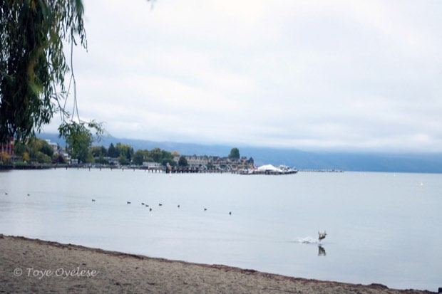 Duck on the water