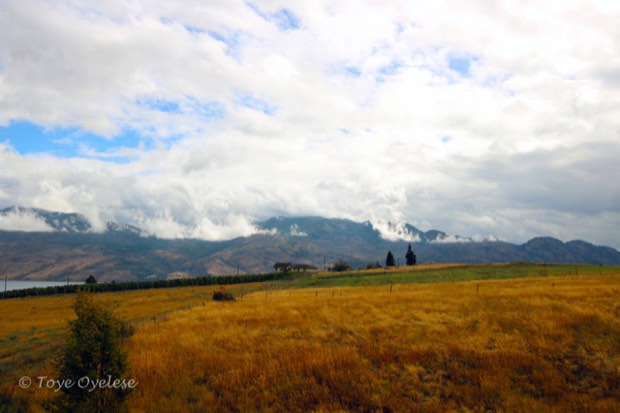 Fields of gold in West Kelowna