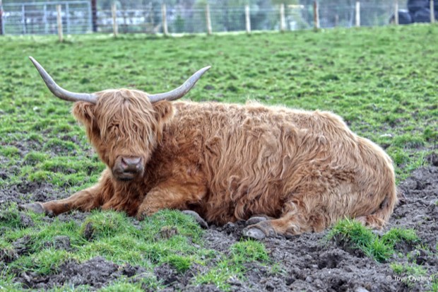 Honey The Hairy Cow