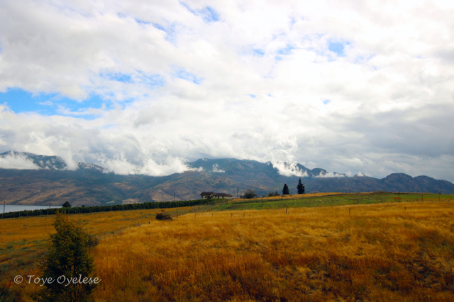 Fields of gold in West Kelowna