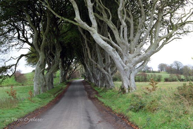 Hedges in Northern Ireland