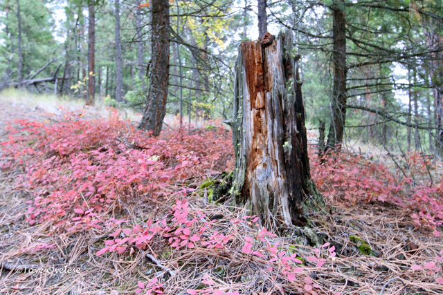 Smith Creek Park West Kelowna